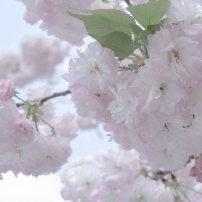 Furry插画元素设计福瑞交流群